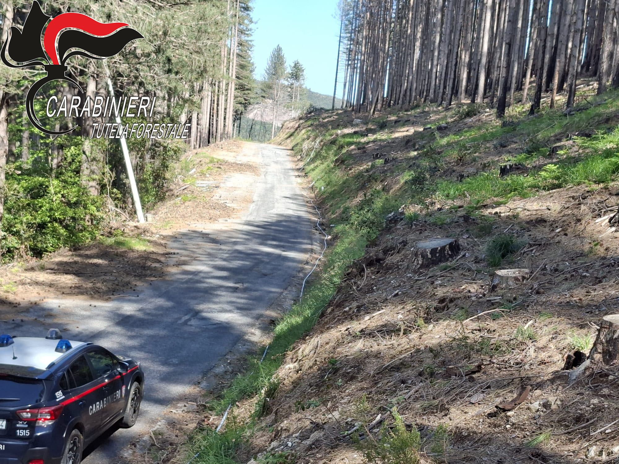 Taglio abusivo di 372 alberi: area sequestrata a Nardodipace