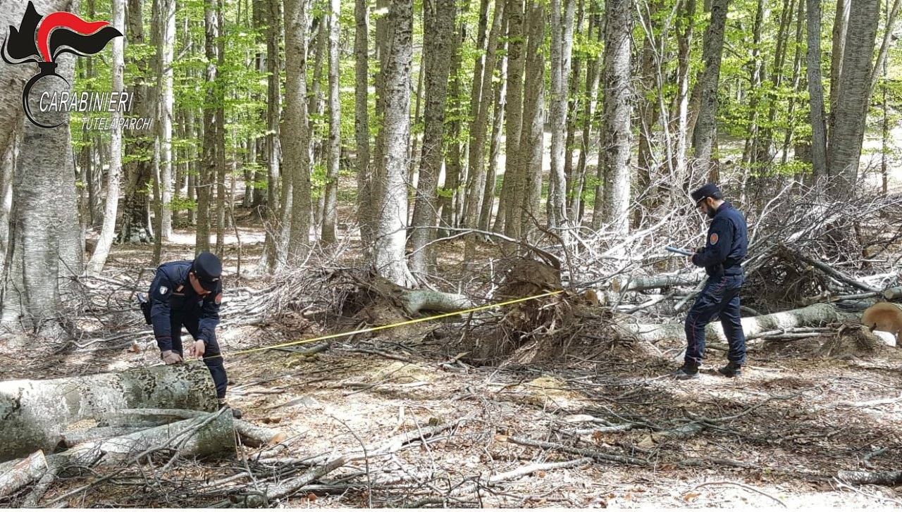 Ruba 40 quintali di legna nel Parco della Sila: denunciato