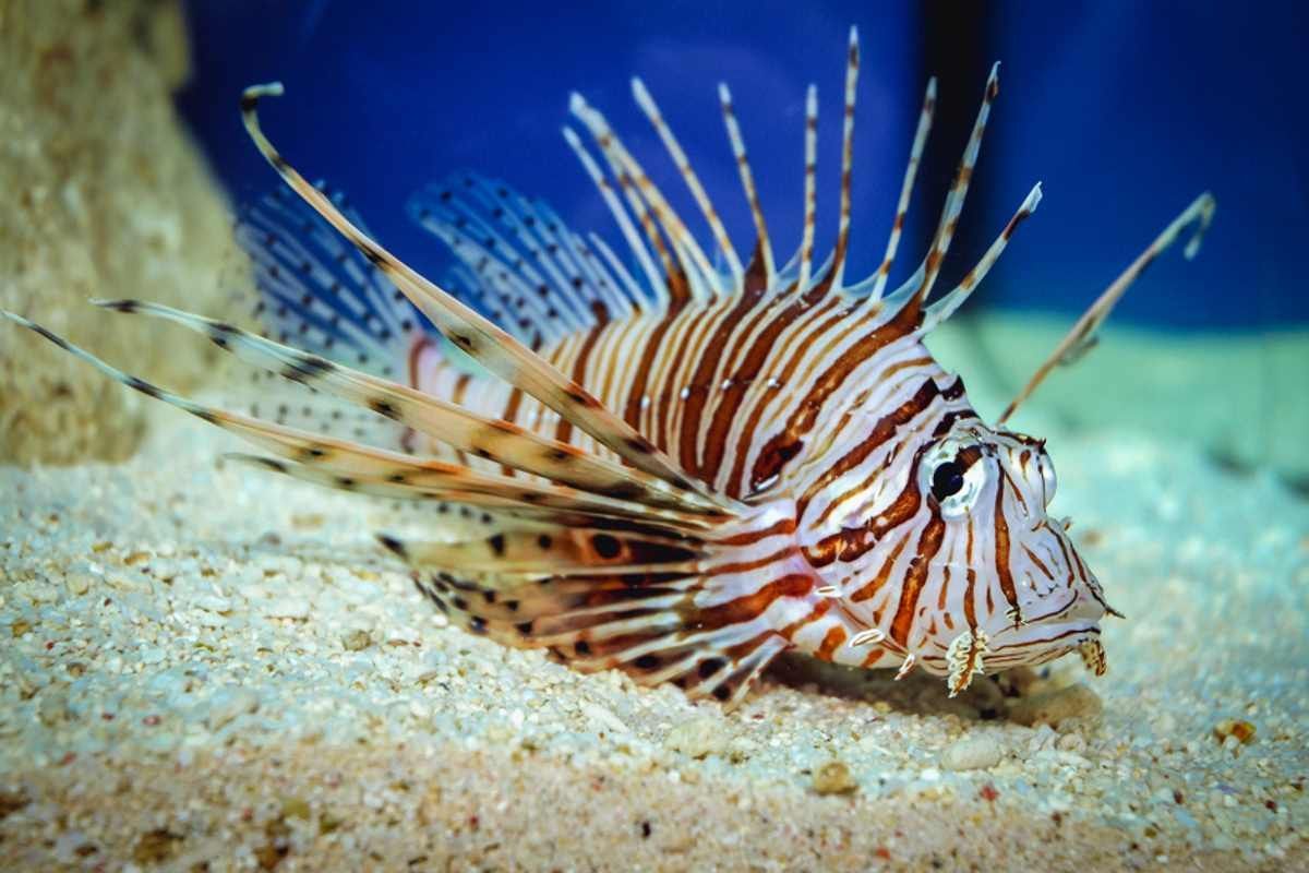 Pesce di “specie aliena” velenoso, avvistato (anche) a Marina di Gioiosa Ionica