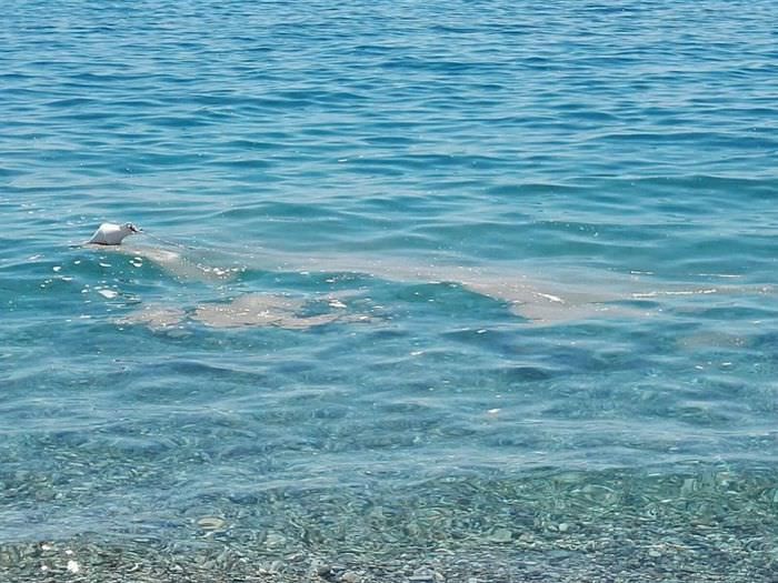Mare inquinato a Locri? «No, solo mucillagine»