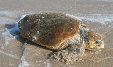 Rimesse in mare due tartarughe Caretta caretta