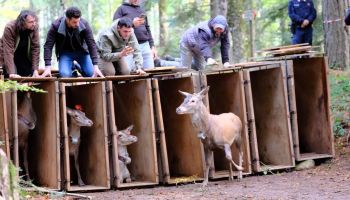Nel Parco delle Serre arrivano 17 nuovi esemplari di cervo italico