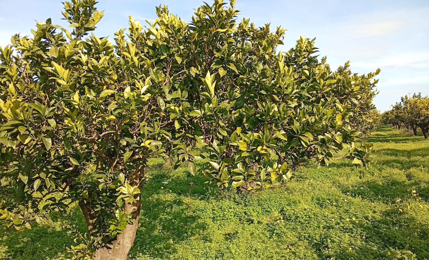 Gioia Tauro, rubate le arance coltivate sui beni confiscati alla ‘ndrangheta