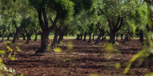 Xylella a Taurianova, attenzione e collaborazione per tutelare l’olivicoltura reggina