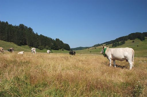 Controlli e multe sulla gestione dei pascoli nel Parco della Sila