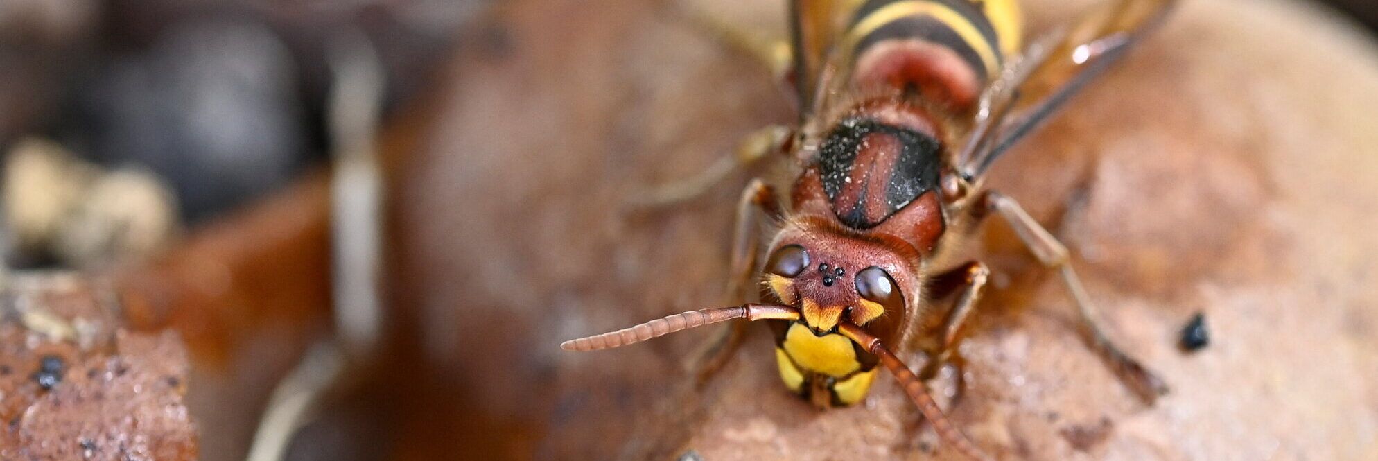 Punto da un calabrone, muore bimbo di nove anni