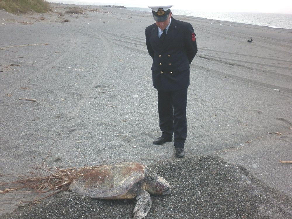 Amantea, rinvenuta tartaruga morta