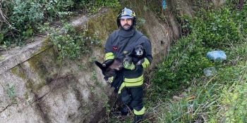 Cagnolino cade in un canalone nel Vibonese, salvato dai Vigili del fuoco – FOTO