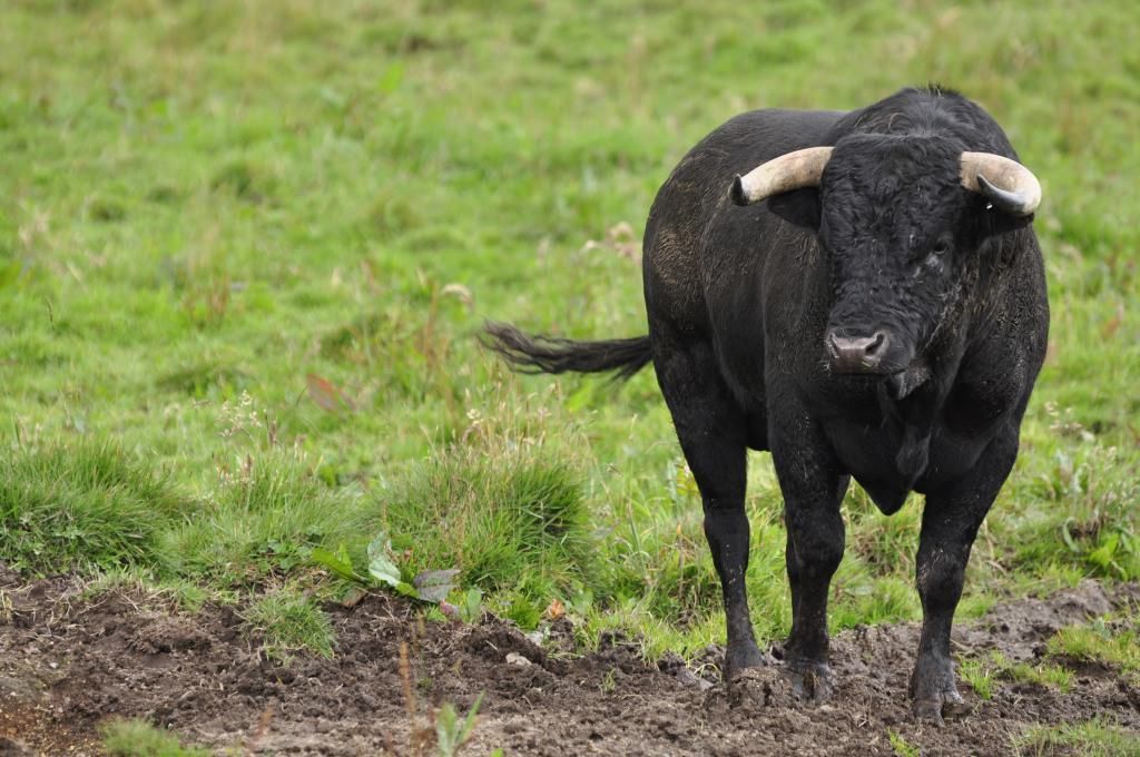 Reggio, toro abbattuto dopo la fuga da un circo