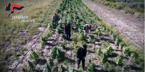 droga ndrangheta bellocco rosarno