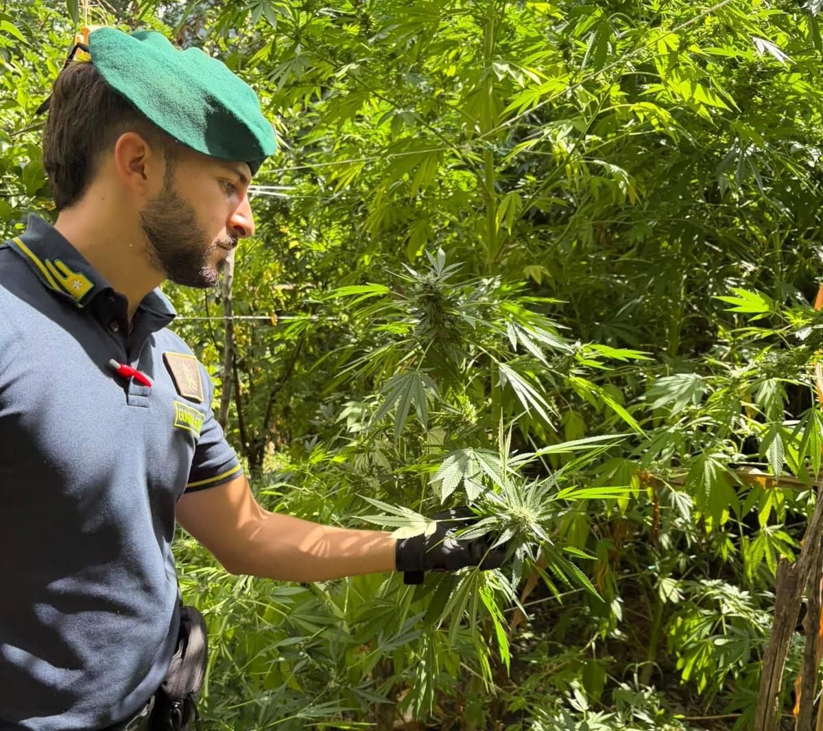 Scoperte dieci piantagioni di marijuana nel Reggino, avrebbero fruttato 7 milioni di euro – VIDEO
