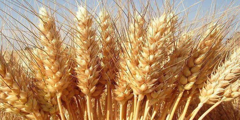 Grano duro, con le quotazioni basse produzione italiana a rischio