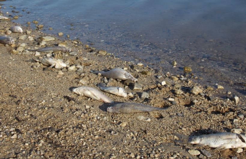 Moria di pesci nell’Angitola, l’Arpacal scopre Ddt nell’acqua