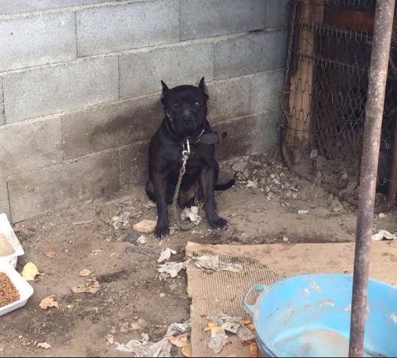 «La Ciambra è diventato un ghetto anche per gli animali»