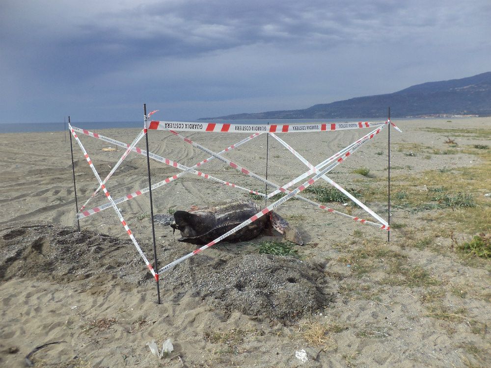 Tartaruga marina in via d`estinzione trovata morta a Lamezia
