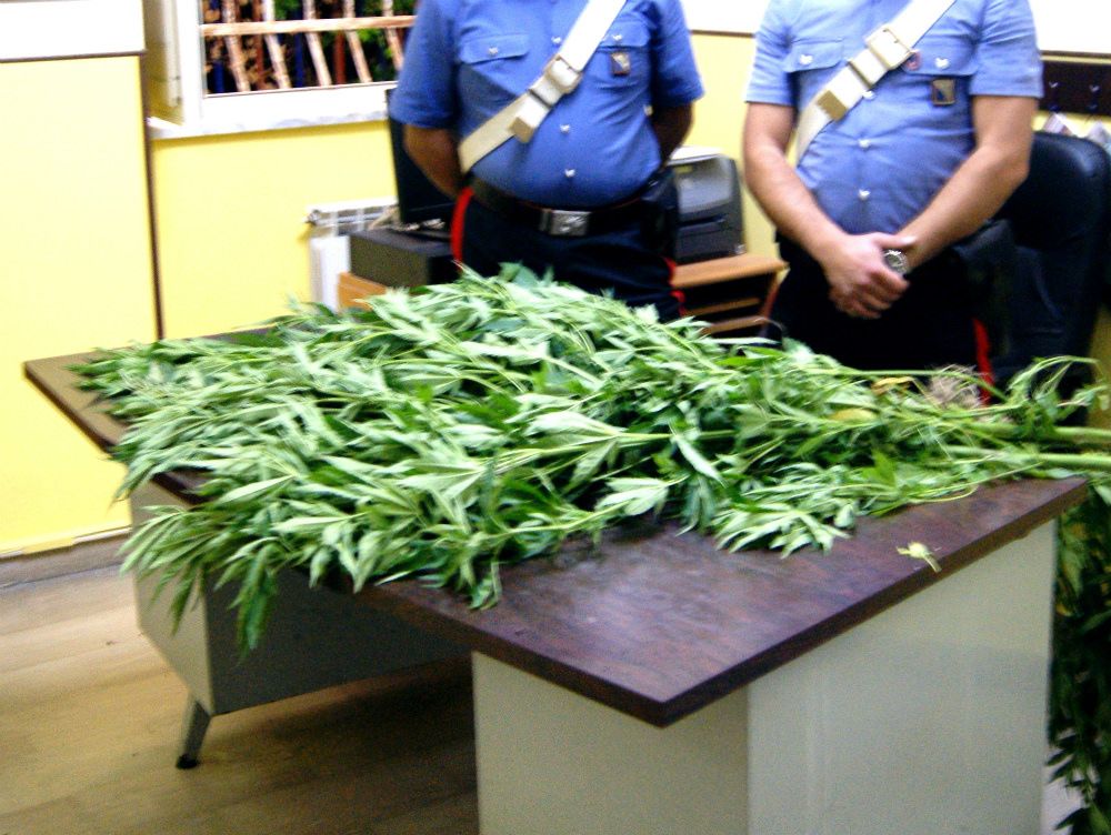 Condofuri, cannabis tra le coltivazioni di bergamotto