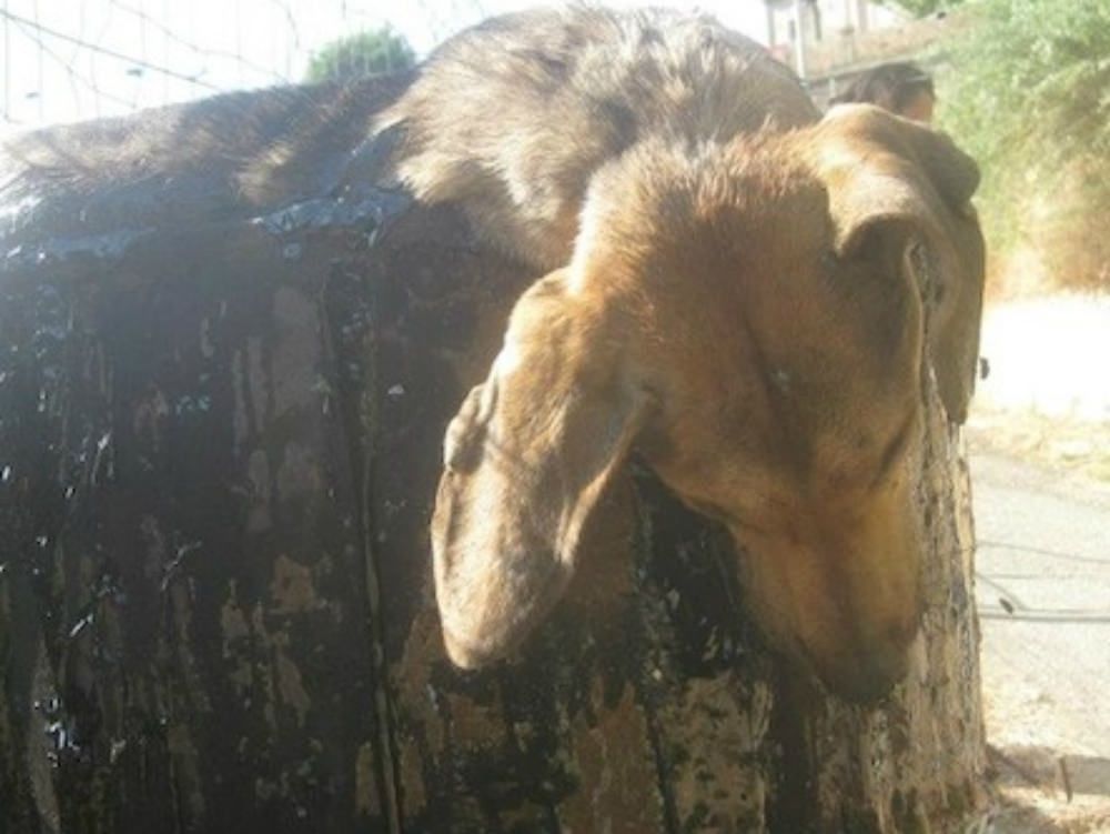 Sambatello, l`indifferenza uccide un cane in trappola nel catrame