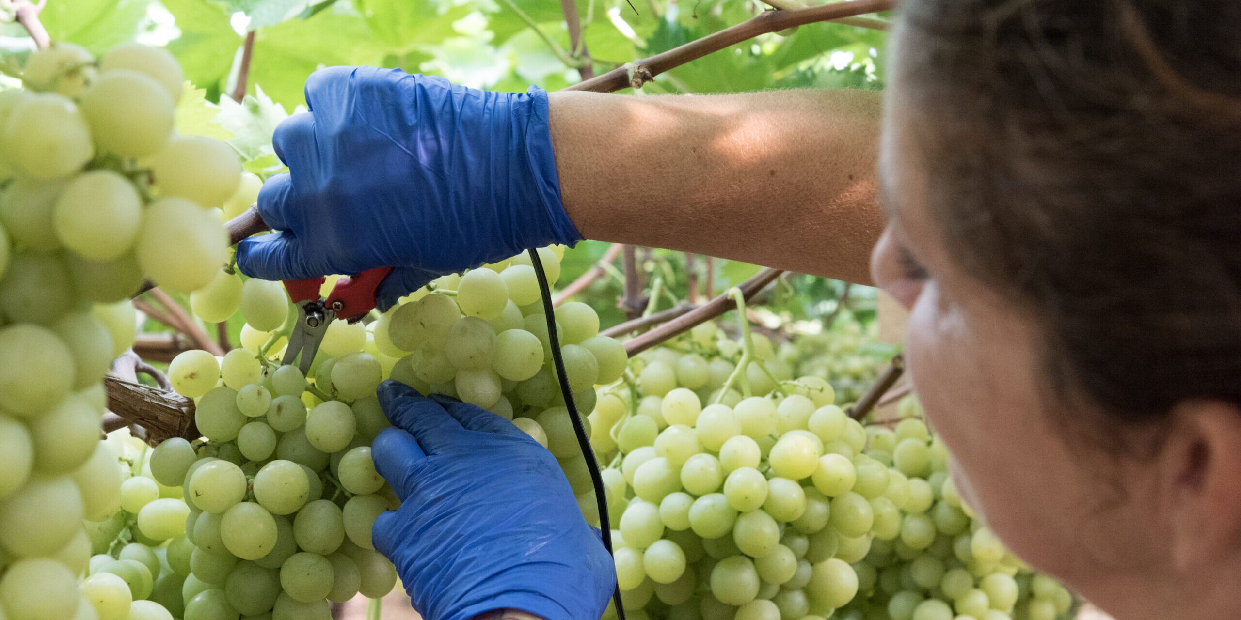 L’inferno delle braccianti. «In Calabria chi rifiuta le prestazioni sessuali perde il lavoro» – VIDEO