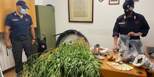 coltivazione marijuana