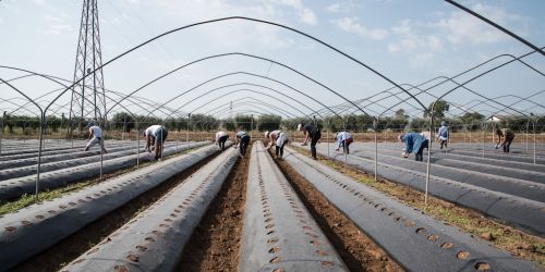 Violenze, diritti negati, paghe da fame. In Calabria l'inferno delle schiave nei campi