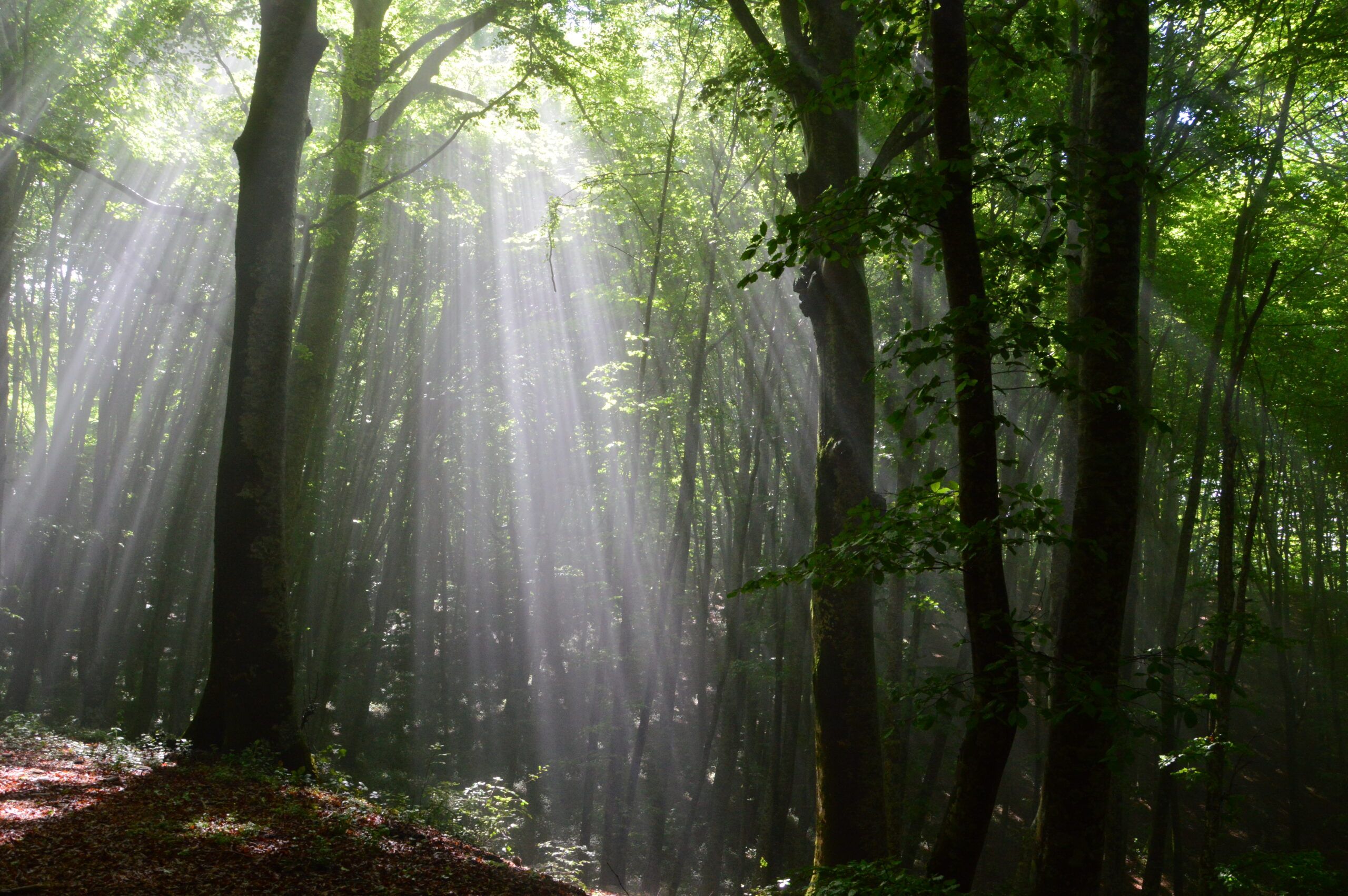 Monte Mancuso, Gruppo del Reventino: un sogno mai realizzato – VIDEO