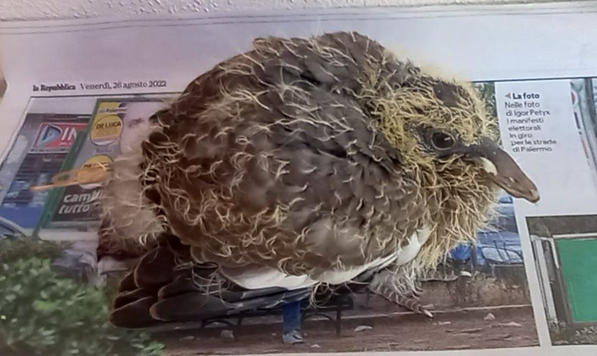 Apertura caccia in Calabria, Wwf: «Ci sono ancora pulcini nei nidi, la legge vieta l’avvio»