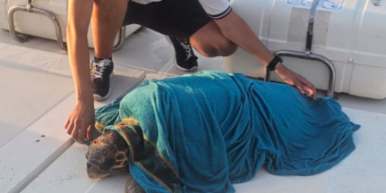 Caretta caretta in difficoltà: salvataggio in mare della Guardia Costiera di Crotone