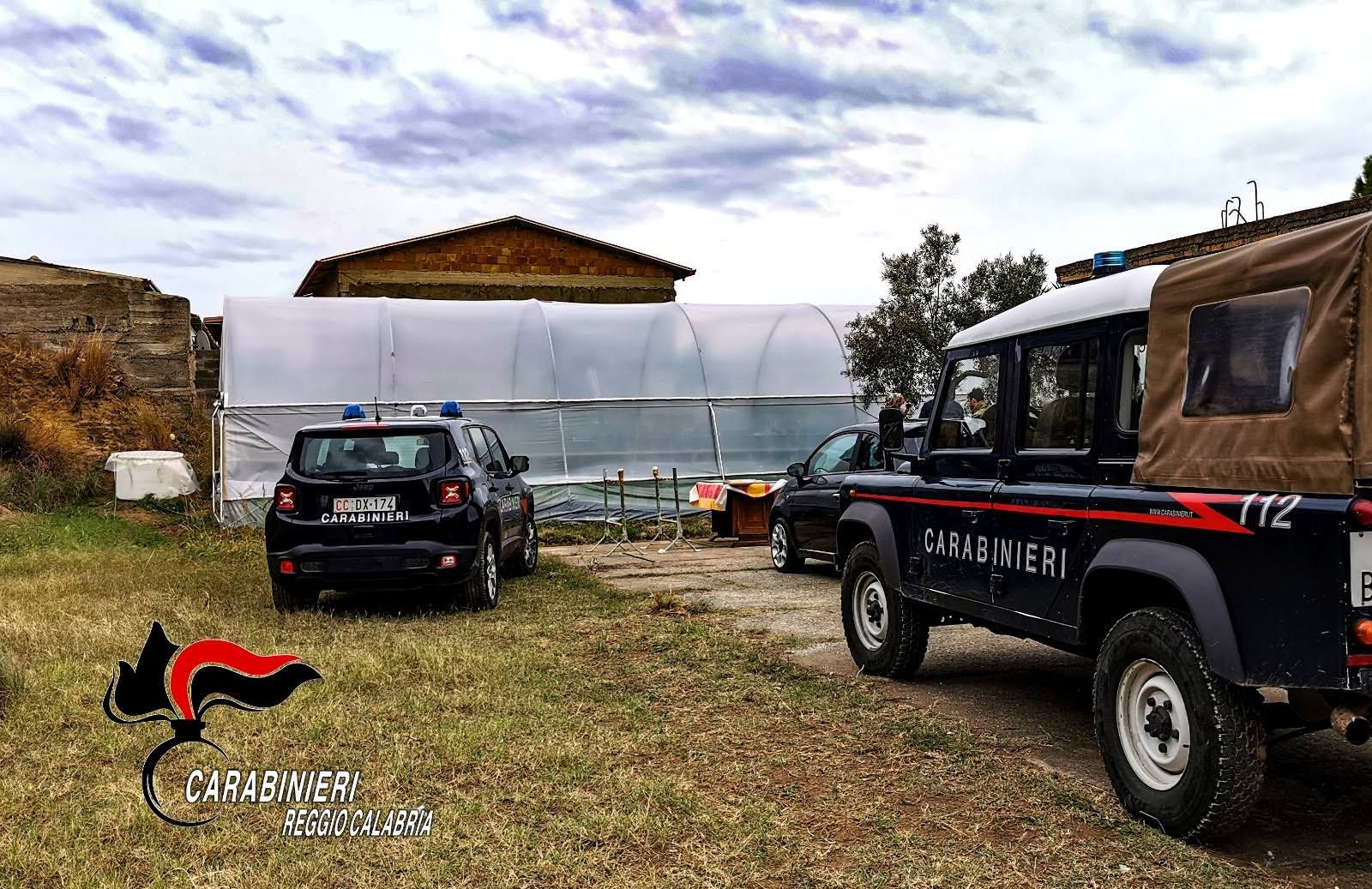 Mille piante di canapa indiana, arrestata una famiglia – VIDEO