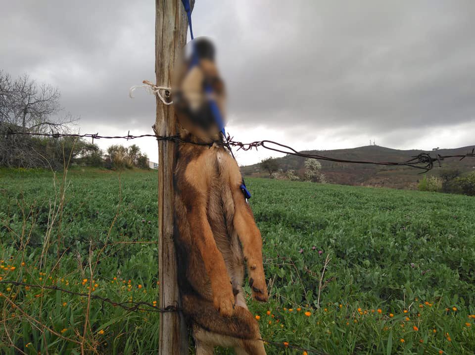 Cassano allo Ionio, ritrovato un cane impiccato ad un palo. La condanna del sindaco Papasso