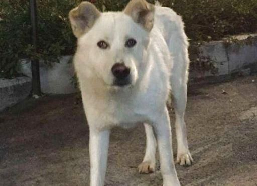 Chiesti 16 mesi ciascuno per gli aguzzini del cane Angelo