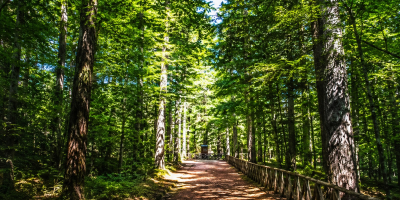 Quando il bosco resta solo