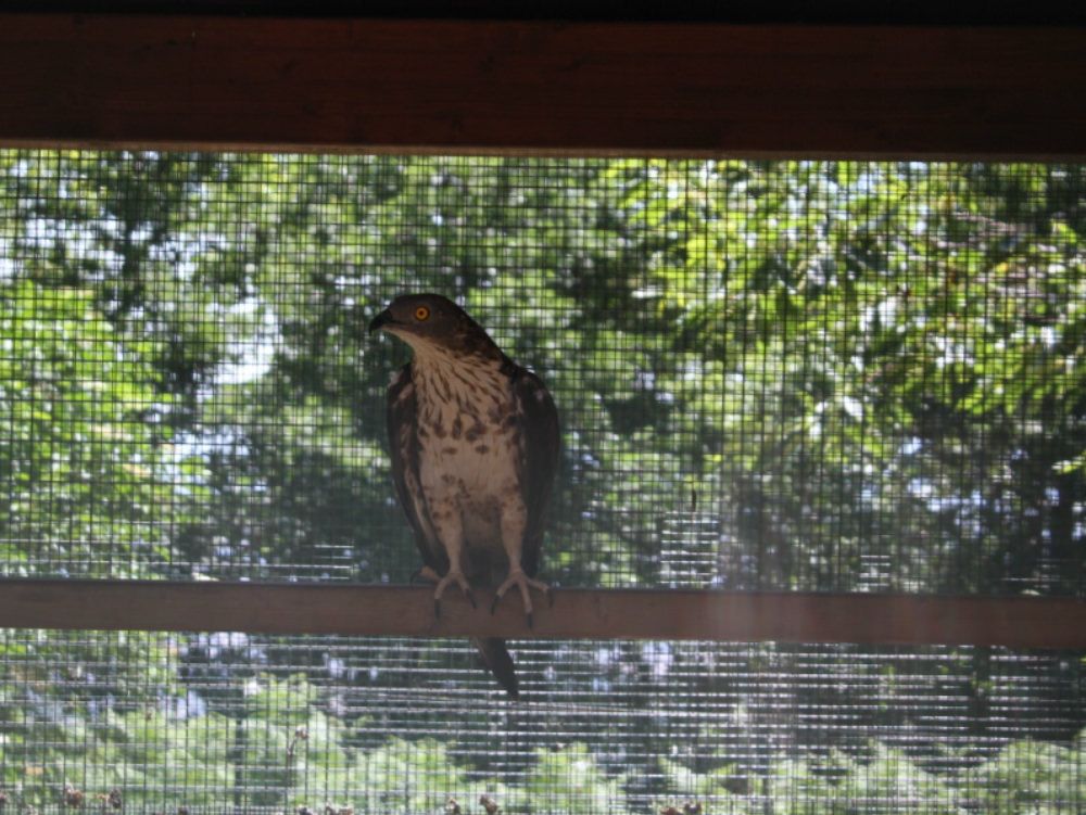Acquaformosa, successo per l`area faunistica