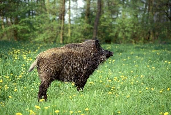 Sovraffollamento cinghiali, pronta una nuova legge