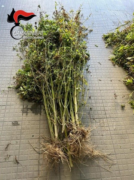Trovate oltre 500 piante di marijuana nel Reggino