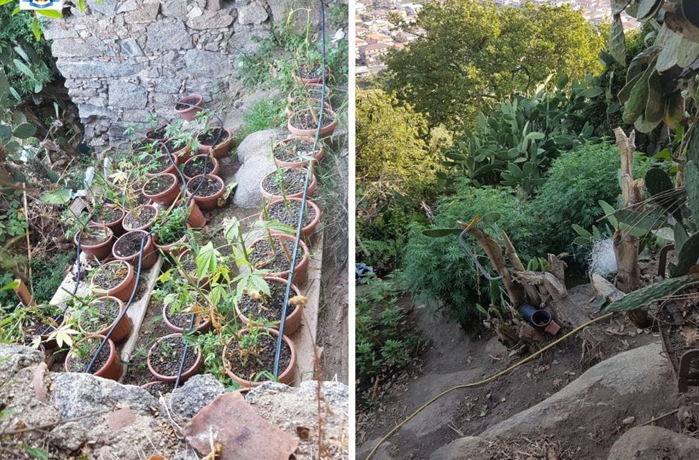 Ancora un sequestro di marijuana nel Vibonese