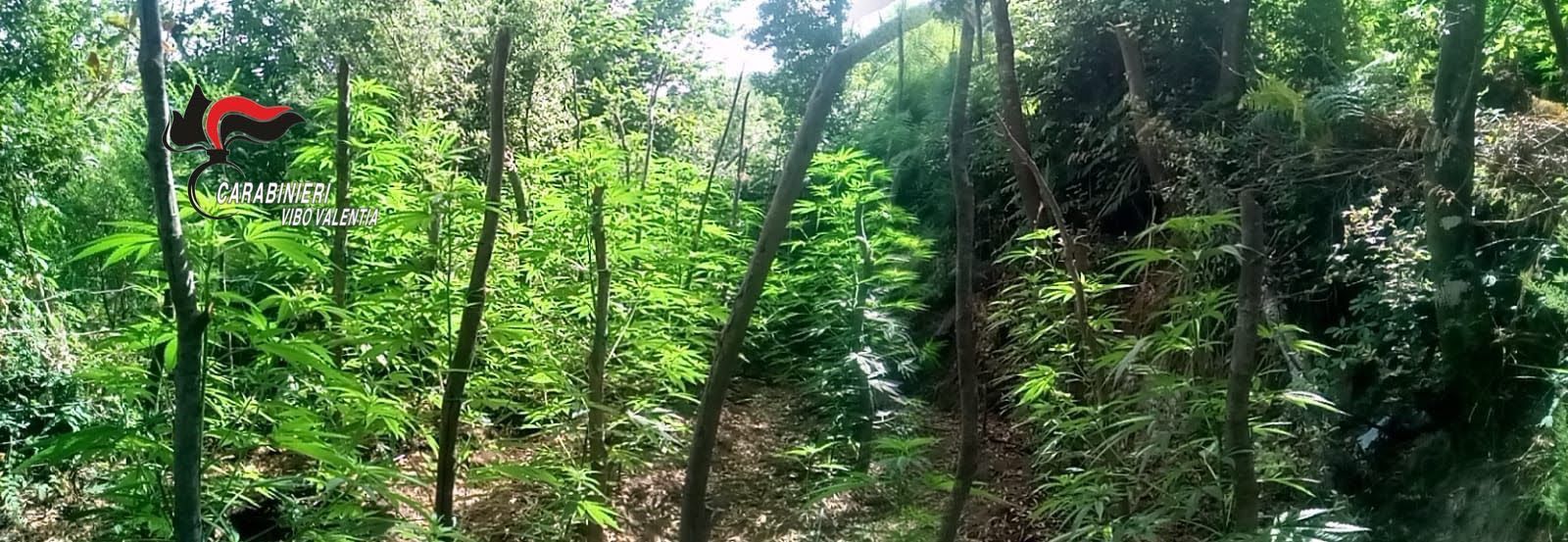 Nel Vibonese scoperta una piantagione di canapa indiana nascosta nei boschi