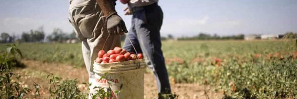 Un giro d’affari miliardario e lavoratori senza diritti: la piaga del caporalato in Calabria