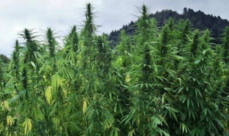 Delianuova, rinvenute 100 piante di cannabis