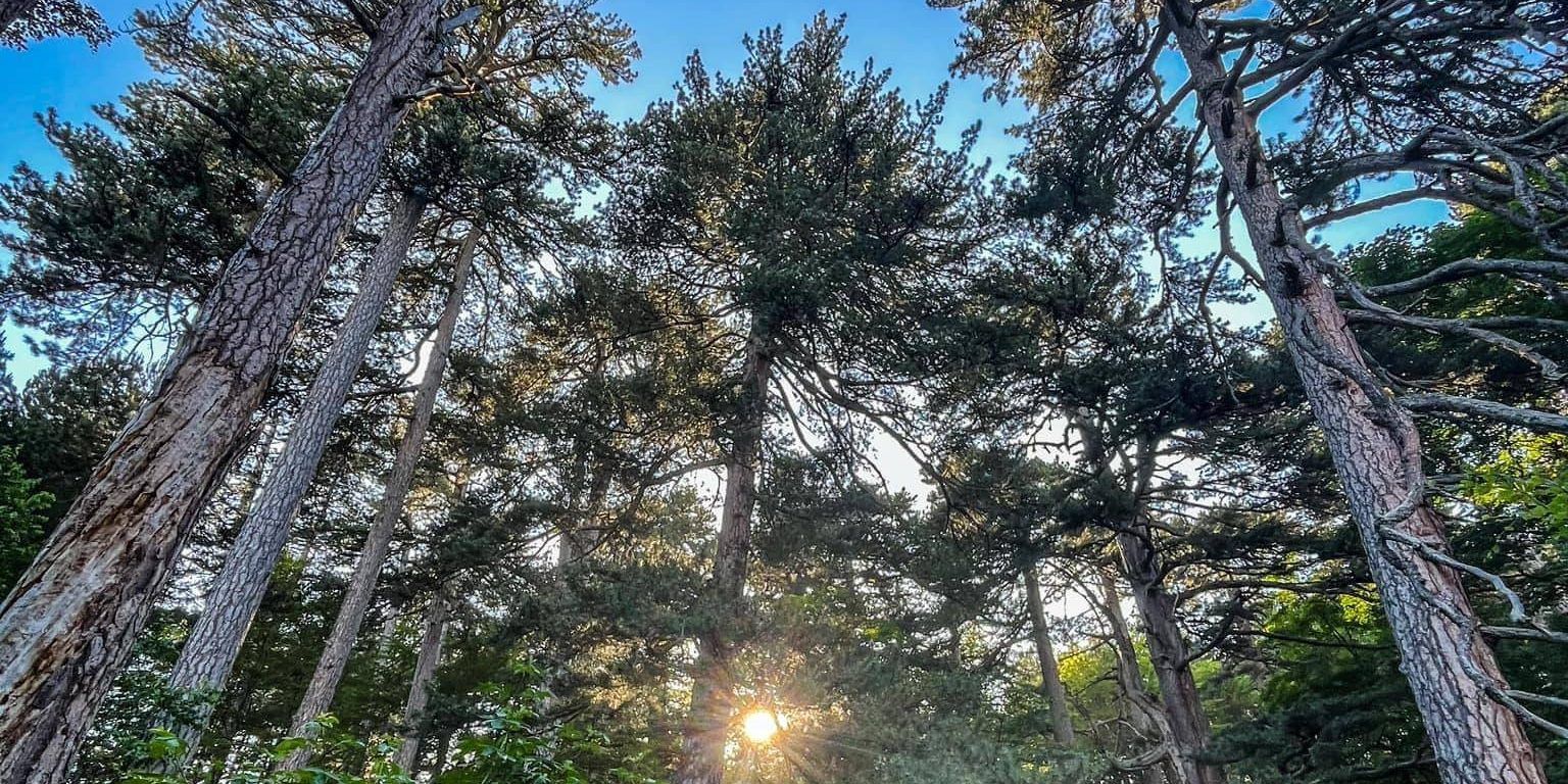 Calabria, la regione ricca di boschi ma con città “nemiche” degli alberi
