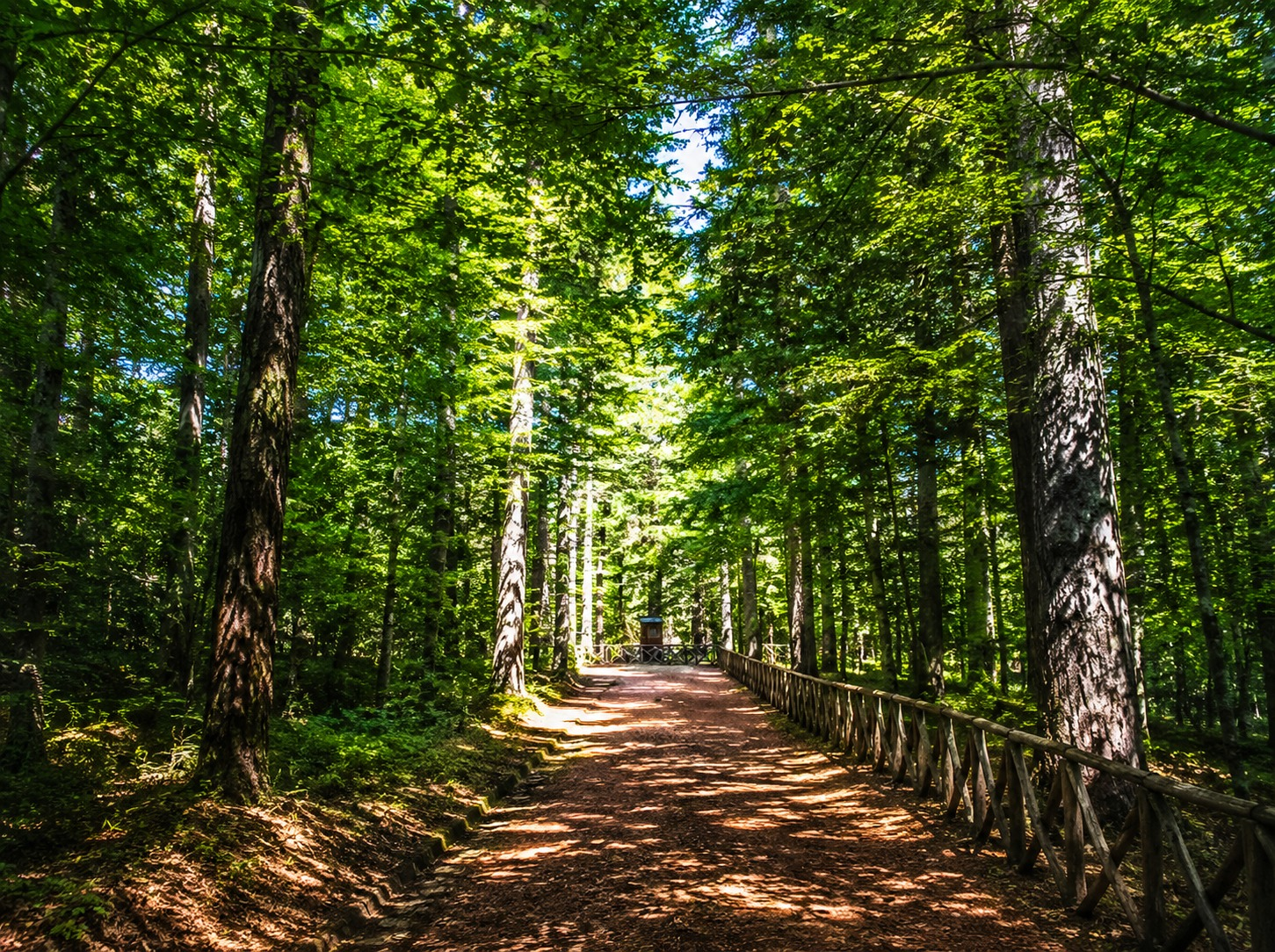 Quando il bosco resta solo
