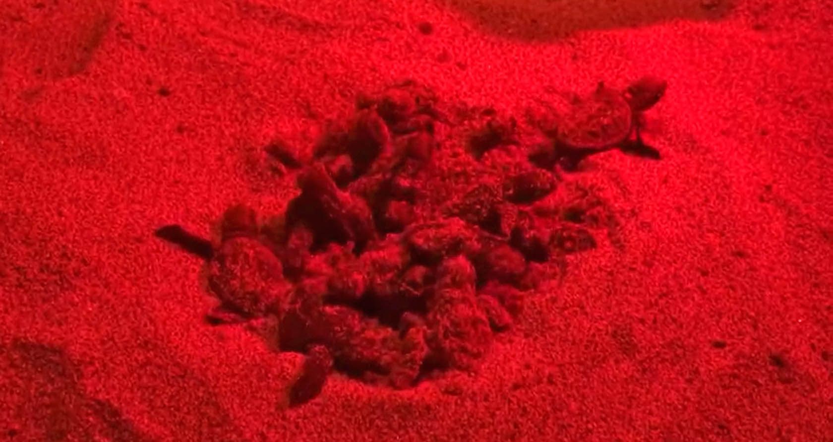 Schiusa delle uova in un nido di tartarughe marine nei pressi della foce del Neto a Crotone – VIDEO