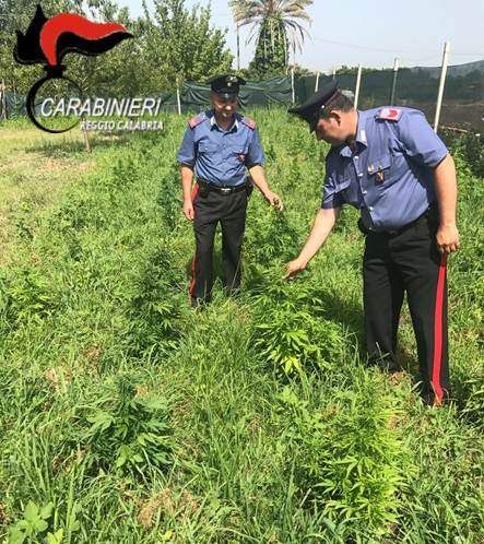 Piantagione di cannabis a Cittanova, un arresto