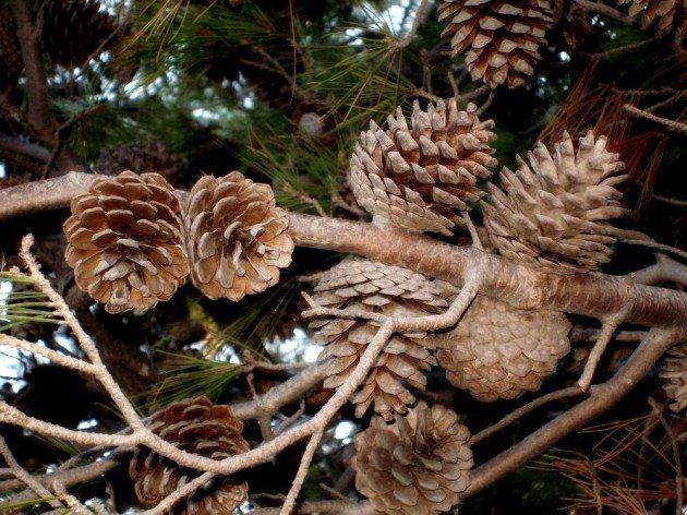 Rubano 25 quintali di pigne, arrestati