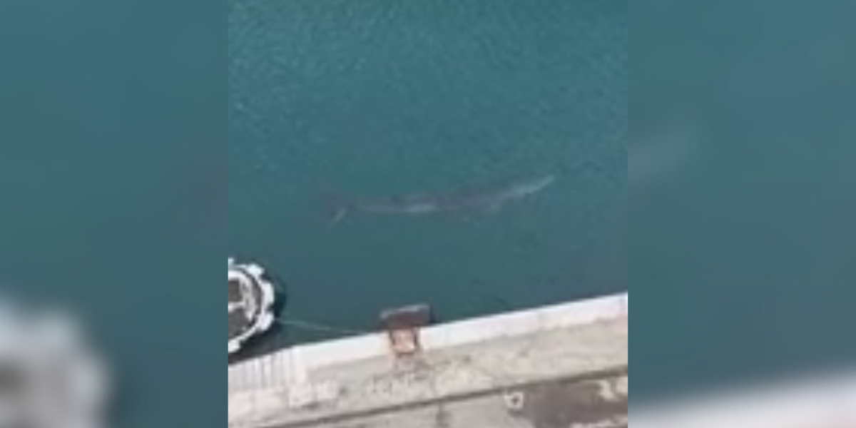 Sorpresa a Vibo Marina, avvistata una balenottera nel porto – VIDEO