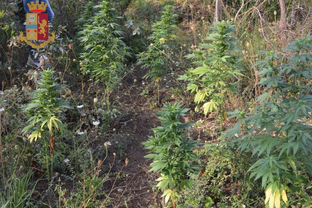 Siderno, scoperta una piantagione di cannabis