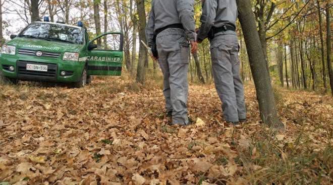 Taglio illegale di alberi, tre arresti a Cirò