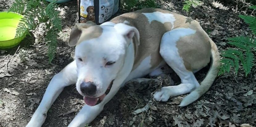 Rossano, andrà a processo per abbandono di animali dopo la denuncia degli attivisti