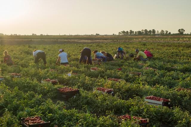 «I braccianti si mobilitano contro Oliverio»