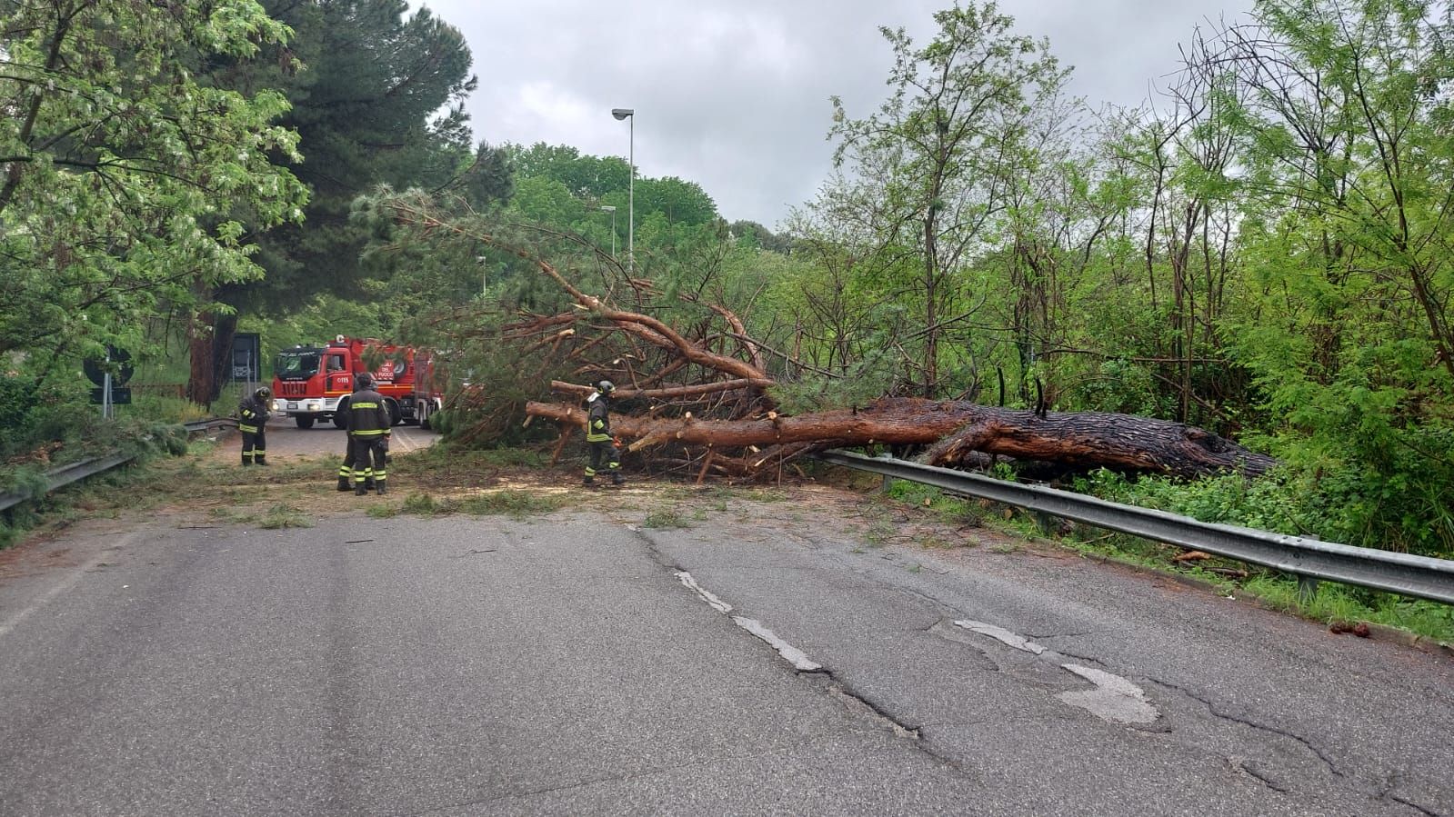 Cosenza, caduto un grosso albero in via Cavalcanti: riaperta la strada alla viabilità