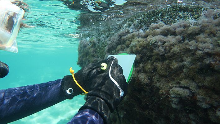 Biodiversità marina, una nuova scoperta sensazionale nei mari calabresi